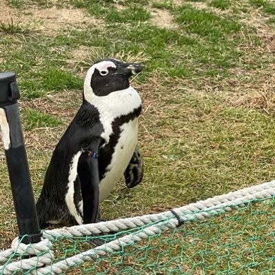 金子みゆ「来世はどうせ」MVが公開！TikTokダンスコンテストで豪華