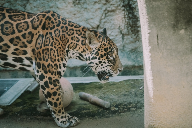 ジャガー31854954_s.jpg