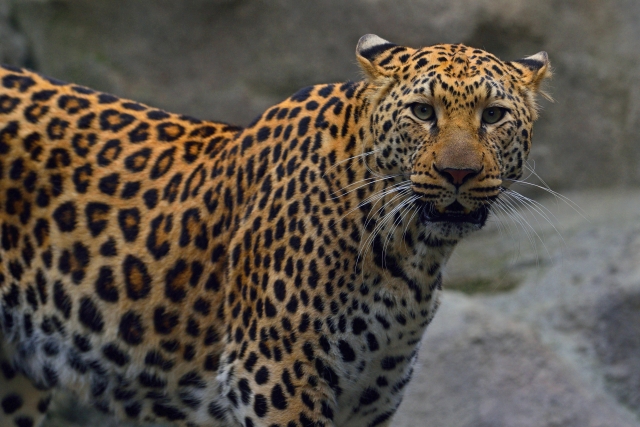 ヒョウ3785927_s.jpg