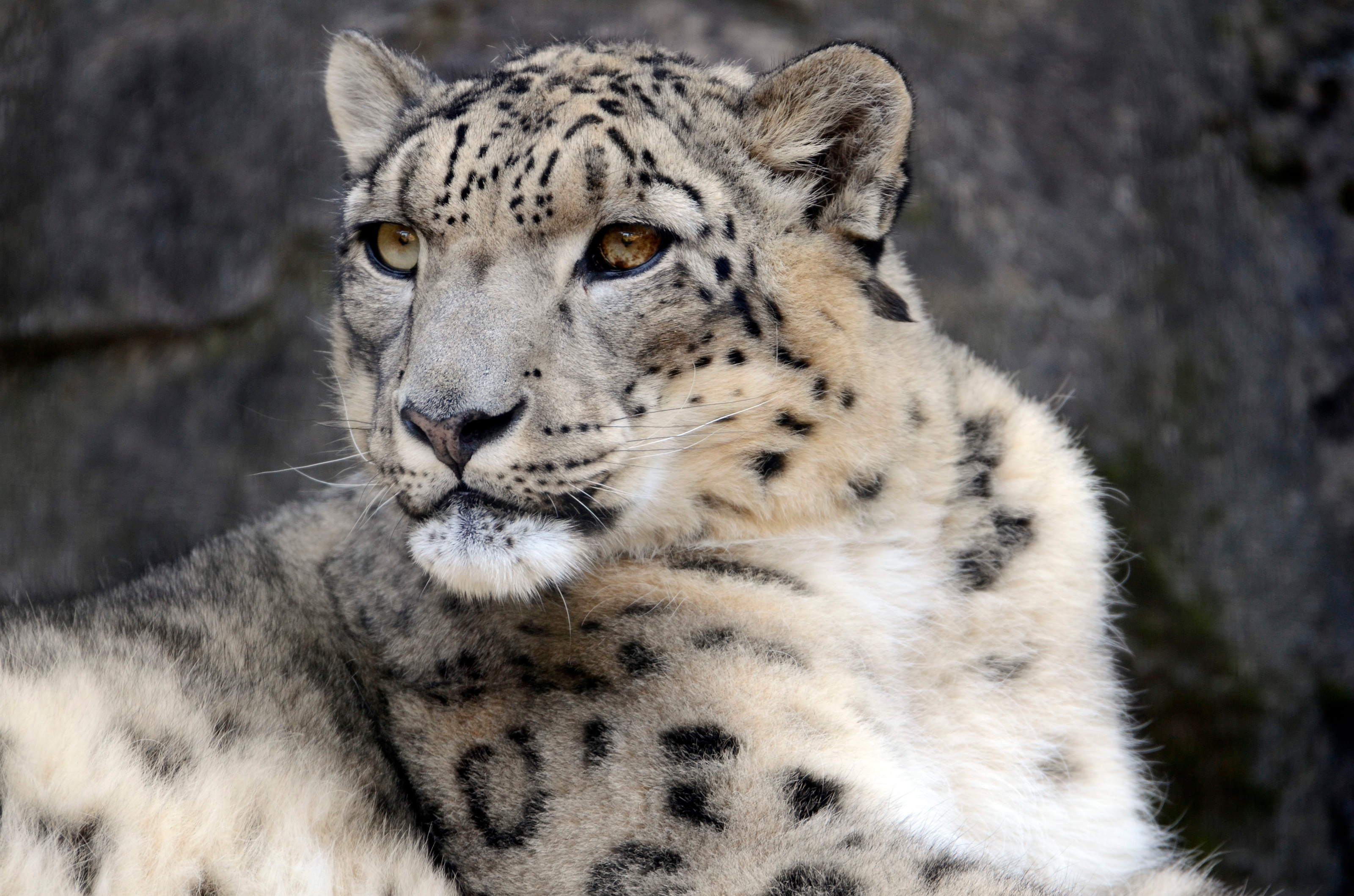 ユキヒョウAdobeStock_547058062.jpeg