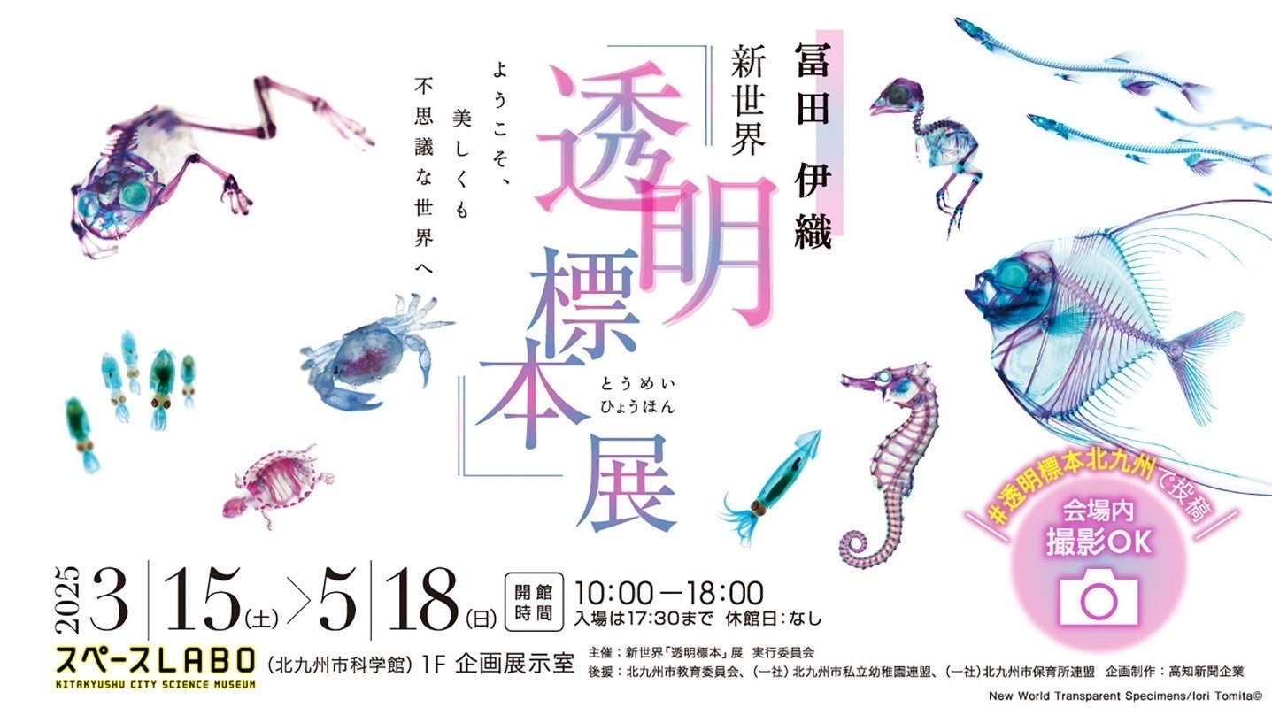 幻想的な生命の美！北九州で「透明標本」展開催、魚の骨格が芸術に