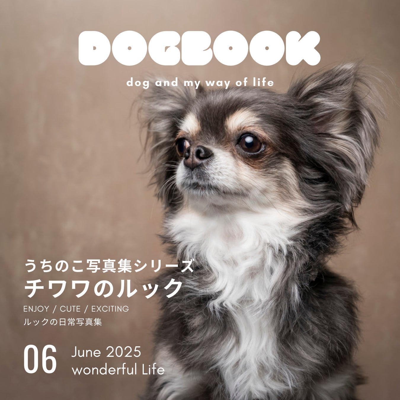 愛犬家必見！前髪チワワのルックちゃんが主役の写真集が登場、Amazon 