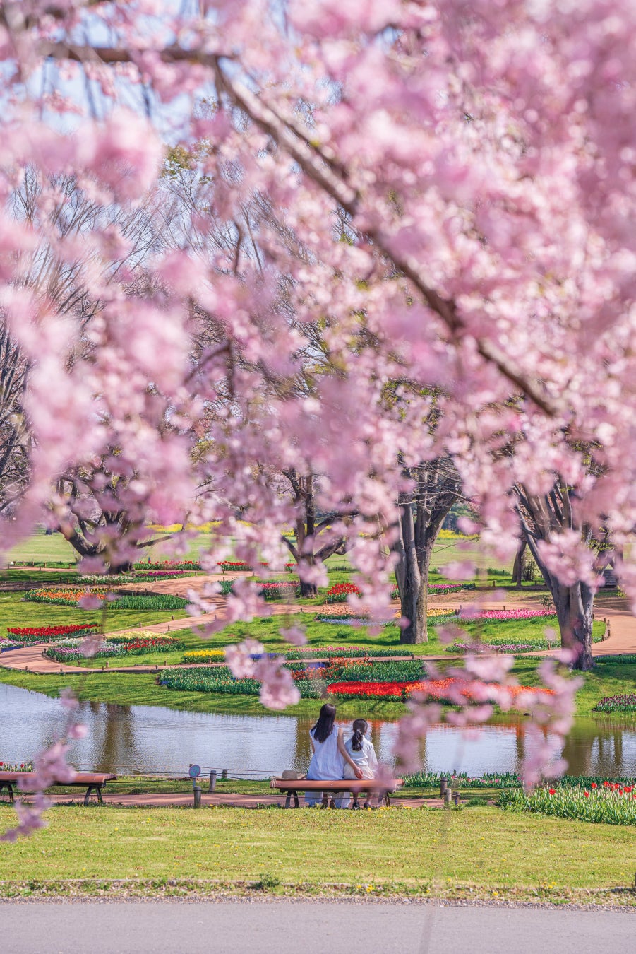 昭和記念公園、ナノハナからポピーまで春の花が次々開花「フラワー