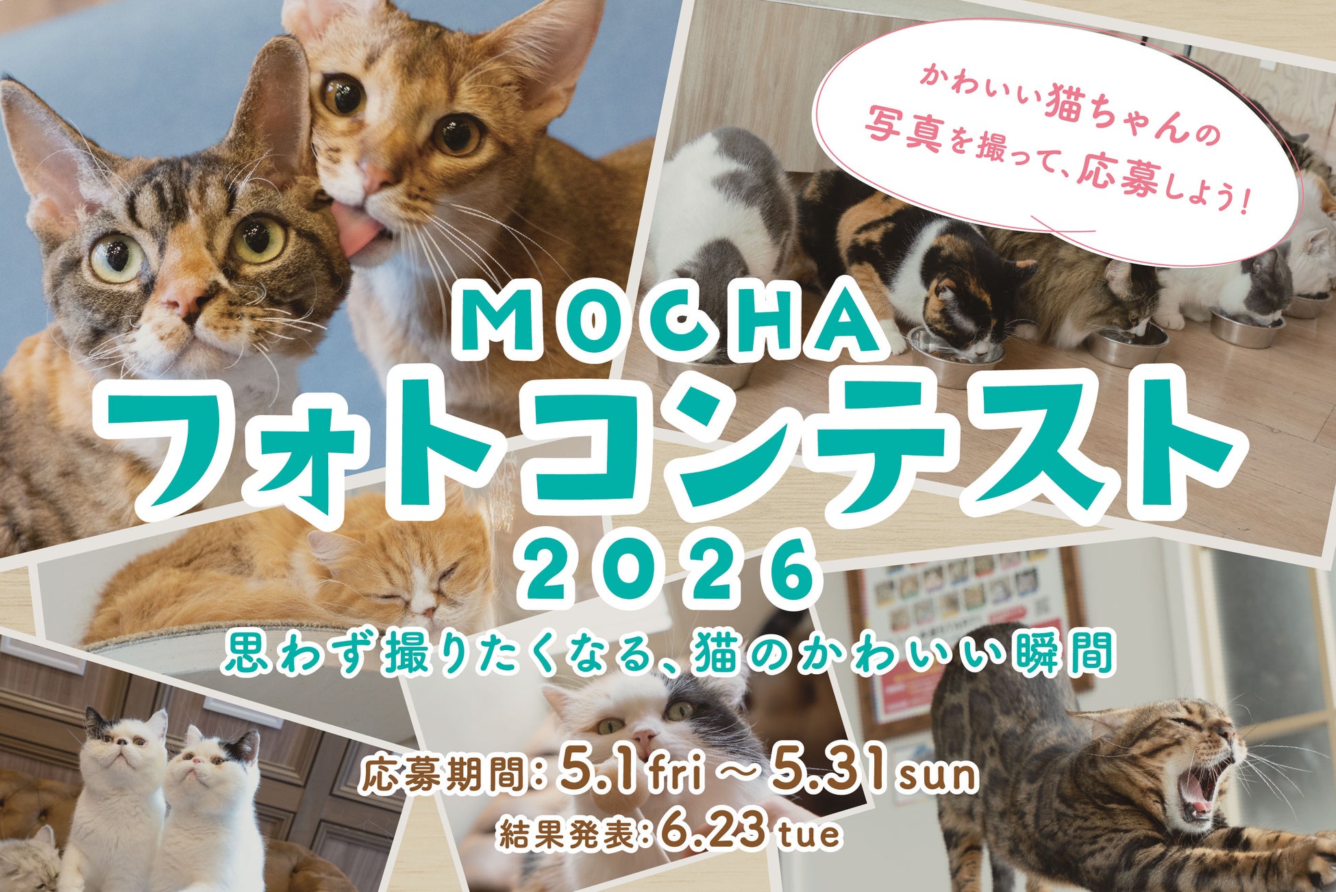 猫カフェMOCHAのフォトコンテストで楽しむ猫ライフ！