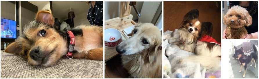愛犬への思いを手紙で綴ろう！心温まる手紙コンテストの受賞作