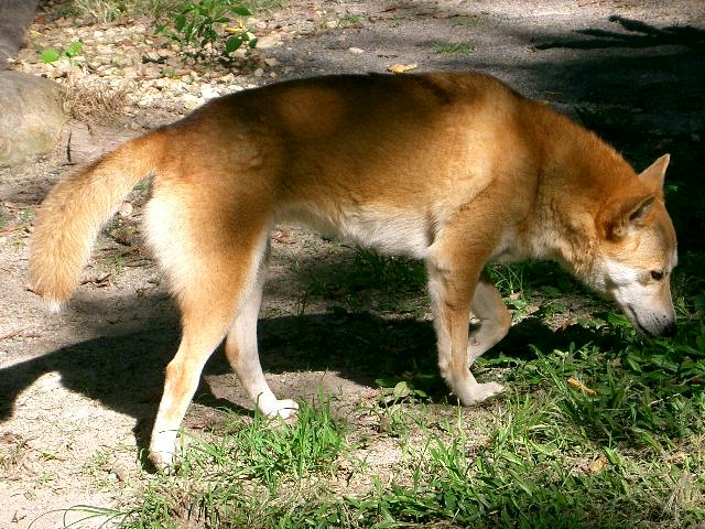 dingo.jpg