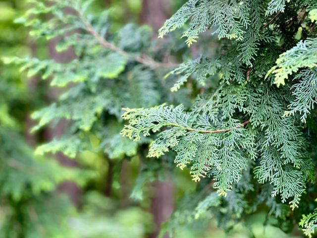 ph6 hinoki.jpg